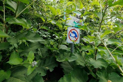 MIKE DEAL / FREE PRESS A no-tent sign lost amongst the undergrowth along Waterfront Drive meters from several tents along the Red River Wednesday. 240710 - Wednesday, July 10, 2024.