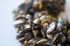 MIKE DEAL / WINNIPEG FREE PRESS FILES
                                Fisheries officers at the Manitoba-Ontario border stopped 398 vehicles that towed watercraft from June 21 to 23. Zebra mussels were found on five vehicles.