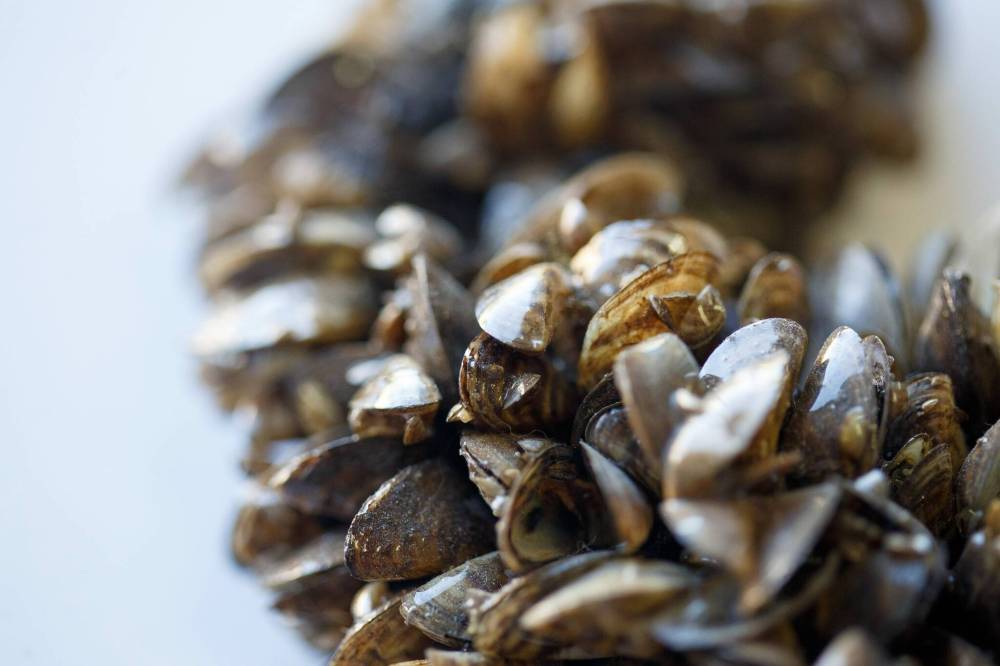 MIKE DEAL / WINNIPEG FREE PRESS FILES
Fisheries officers at the Manitoba-Ontario border stopped 398 vehicles that towed watercraft from June 21 to 23. Zebra mussels were found on five vehicles.