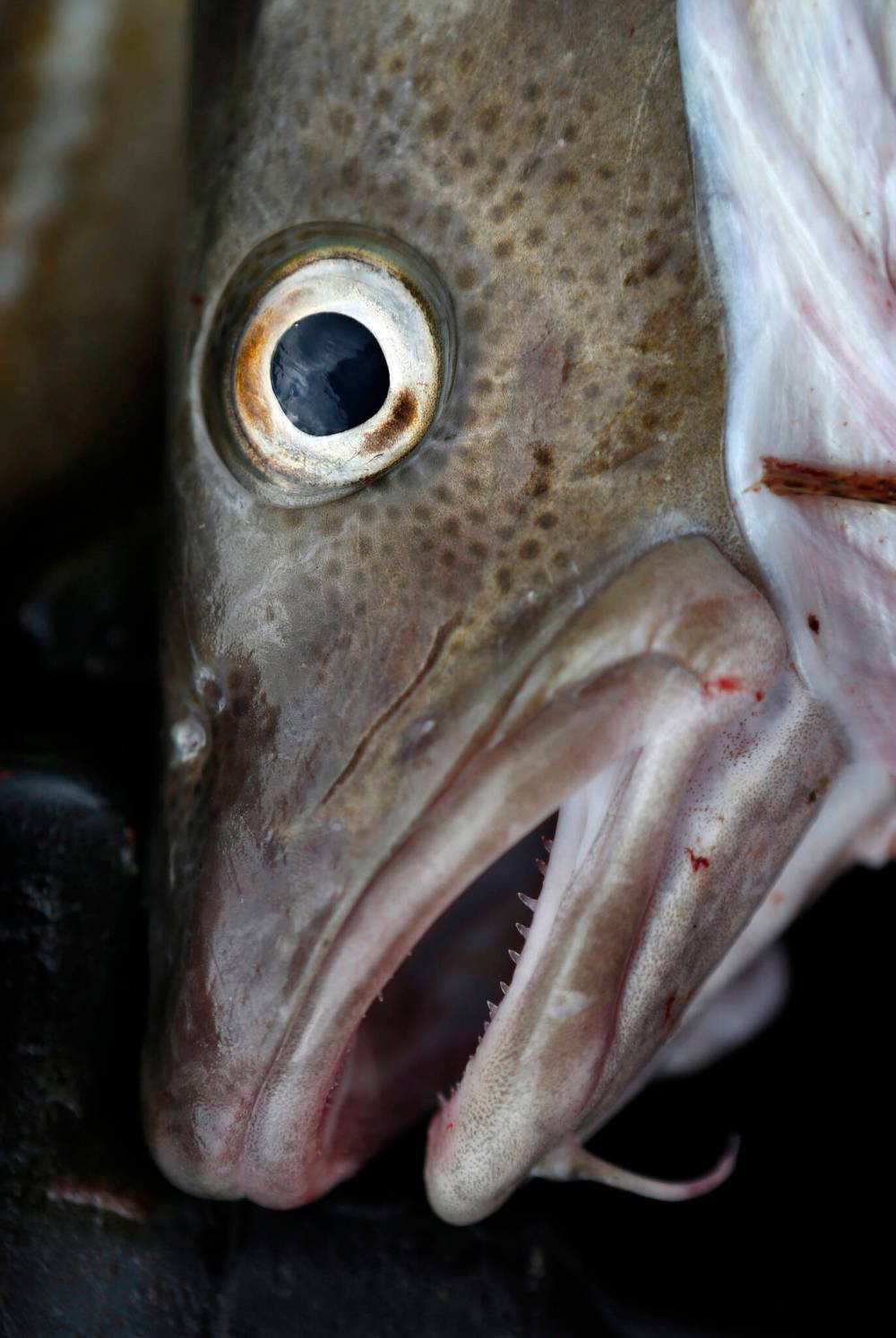 Robert F. Bukaty/ Associated Press Files
A codfish — but what is its opinion on the prime minister?