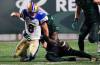 Winnipeg Blue Bombers quarterback Zach Collaros (8) fumbles the ball as Saskatchewan Roughriders defensive lineman Malik Carney (11) tackles during the second half of CFL football action in Regina, on Friday, July 19, 2024. THE CANADIAN PRESS/Heywood Yu
