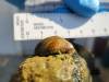 SUPPLIED PHOTO / PARKS CANADA 
A zebra mussel found during an inspection in Clear Lake.