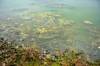 NIC ADAM / FREE PRESS
                                Retention ponds in Whyte Ridge are not working or are not turned on. As a result, algae is growing. 240726 - Friday, July 26, 2024. Reporter: Jura