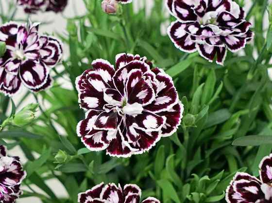 Capitán Purple and White Dianthus (Selecta One photo)