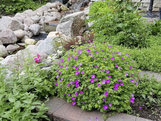 Meet Max Frei: perennial geranium with a tidy habit (Colleen Zacharias photo)