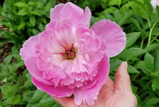 Patio Peony series: Rome (Colleen Zacharias photo)