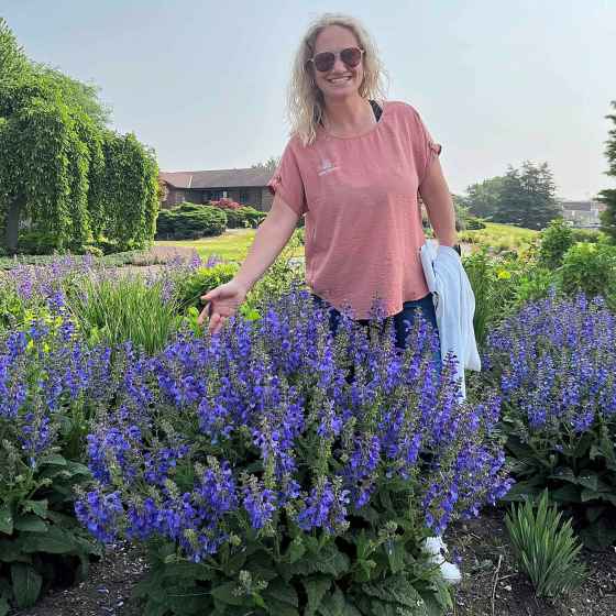 Salvia Living Large Big Sky perennial (Walters Gardens Inc.)