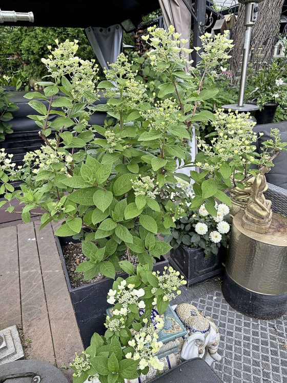 These hydrangeas were overwintered in pots in a backyard greenhouse. (Tim Evans photo)