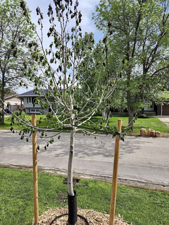 A newly planted boulevard tree suffering transplant shock. (Bonnie Lenton photo)