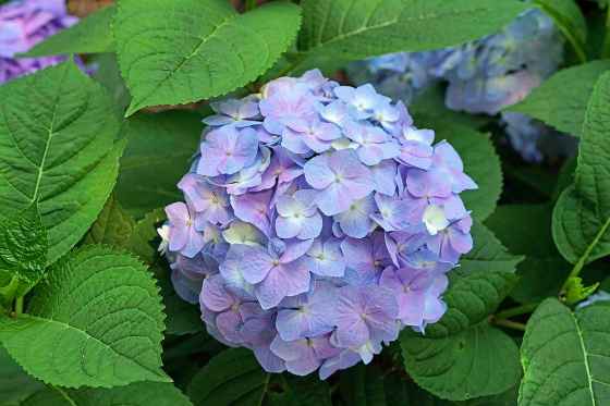 Turn hydrangea blooms blue (Let's Dance Sky View Proven Winners)