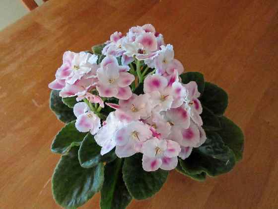 African Violet Optimara Millennia (Bonnie Batchelor)