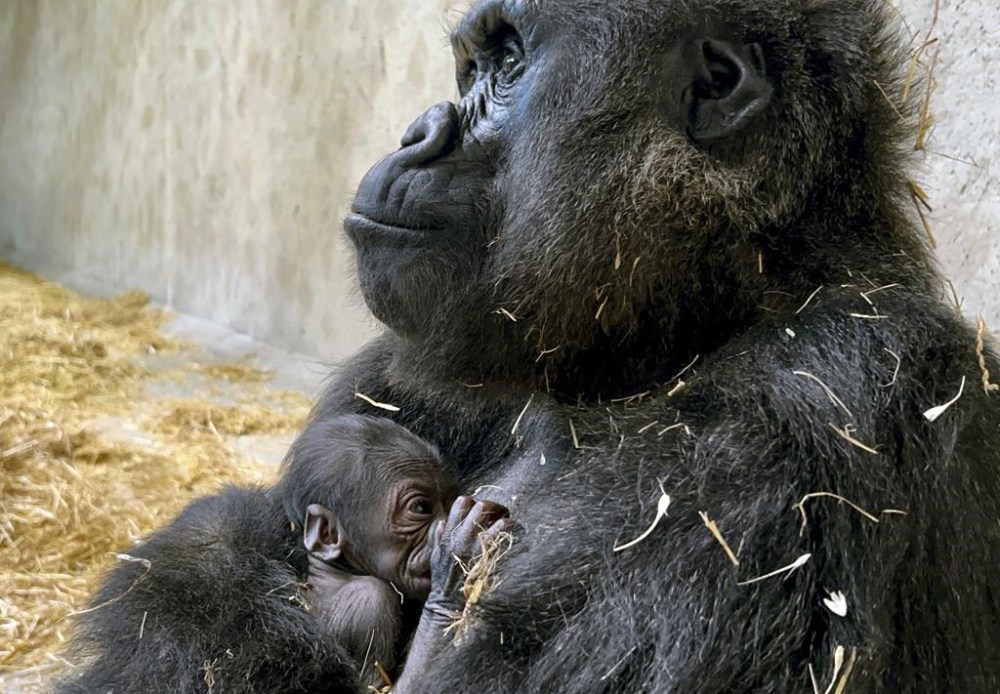 This photo made available by the Detroit Zoo, shows an unnamed baby gorilla is the first to be born at the Detroit Zoo, arriving Thursday, August 8, 2024 and joining a troop of four including mother Bandia and father Mshindi. (Detroit Zoo via AP)