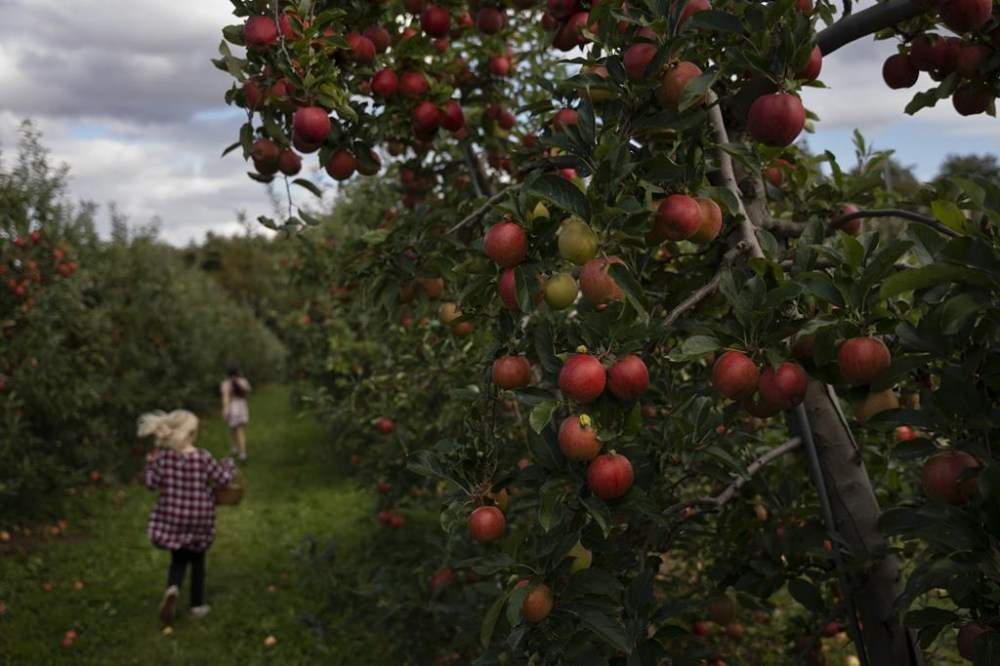 The president of the BC Fruit Growers' Association worries there could be a devastating apple season in the province this year, a week before gala apples are set to start being picked. Gala apples are seen at an orchard in Wolfville, N.S., Oct. 9, 2023. THE CANADIAN PRESS/Darren Calabrese