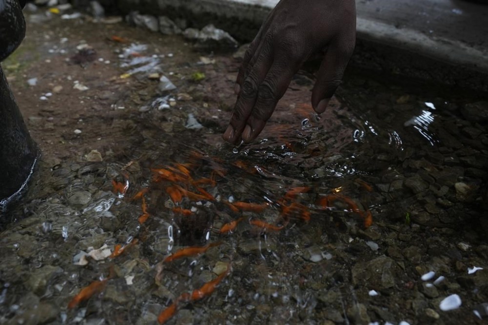 A man touches a pool of water with fish swimming inside next to a fire hydrant in the Brooklyn borough of New York, Friday, Aug. 9, 2024. (AP Photo/Pamela Smith)