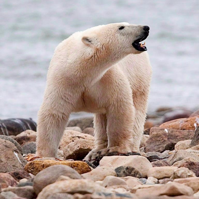 A male polar bear walks along the shore of Hudson Bay near Churchill, Man., on Monday Aug. 23, 2010. The Nasittuq Corporation says a worker has died after being attacked by two polar bears at its site on Brevoort Island, off the eastern coast of Baffin Island in Nunavut. THE CANADIAN PRESS/Sean Kilpatrick