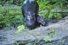 Toni, a pygmy hippo born at the Berlin Zoo in June makes her first public appearance with her mother, Debbie on Thursday, Aug. 15, 2024 in Berlin, Germany. (Paul Zinken/dpa via AP)