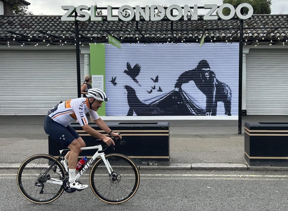 A cyclist rides by the reproduction of a Banksy mural outside the London Zoo, Sunday, Aug. 18, 2024. The London Zoo has removed Banksy's gorilla mural from its entrance gate. The painting was the final animal-themed work by the street artist that appeared over nine consecutive days in London. (AP Photo/Brian Melley)