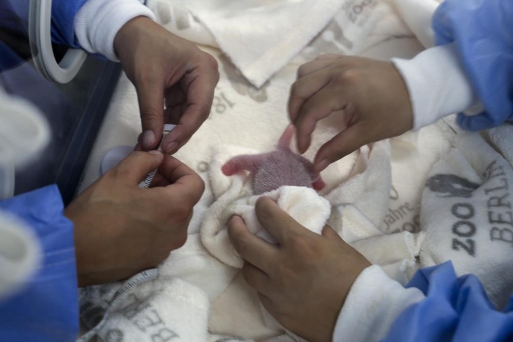 This photo released by the Zoo Berlin shows employee measuring newborn giant panda twins at the Zoo in Berlin on Thursday, Aug. 22, 20024. (© 2024 Zoo Berlin via AP)