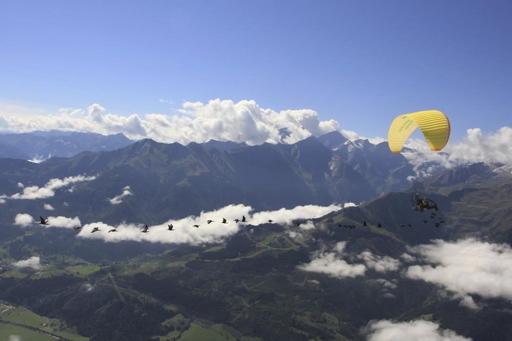 This photo provide by Waldrappteam Conservation & Research shows the migration from Northern Bald Ibis, or the Waldrapp, supported by foster parents of the birds in a microlight aircraft, waving and shouting encouragement through a bullhorn as it flies through the air from Seekirchen am Wallersee in Austria to Oasi Laguna di Orbetello in Italy during August and September 2022. (Waldrappteam Conservation & Research via AP)