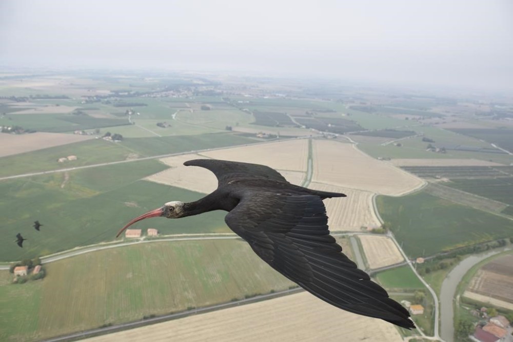 This photo provide by Waldrappteam Conservation & Research shows the migration from Northern Bald Ibis, or the Waldrapp from Seekirchen am Wallersee in Austria to Oasi Laguna di Orbetello in Italy during August and September 2022. (Waldrappteam Conservation & Research via AP)