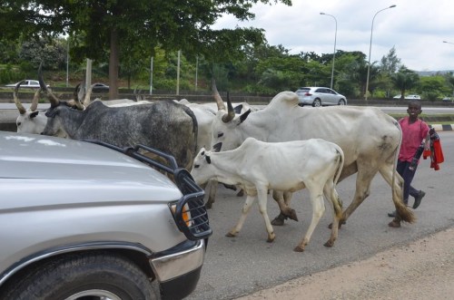 A boy guides cattle on a road in Abuja, Nigeria, Friday, Aug. 16, 2024. (AP Photo/Olamikan Gbemiga)