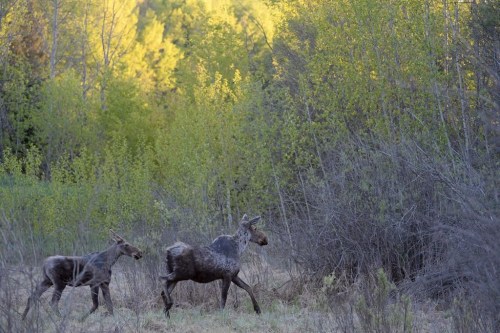 The Manitoba government is facing more controversy over Indigenous harvesting rights, as a northern First Nation has filed for a court injunction against moose-hunting licences in its area. Two moose walk into the woods along side of a road near Lac la Biche, Alta., Tuesday May 10, 2016. THE CANADIAN PRESS/Jonathan Hayward