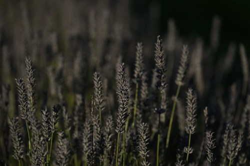 Lavender plants grow, Wednesday, Aug. 21, 2024, at a farm in East Garafraxa, Ontario. (AP Photo/Joshua A. Bickel)