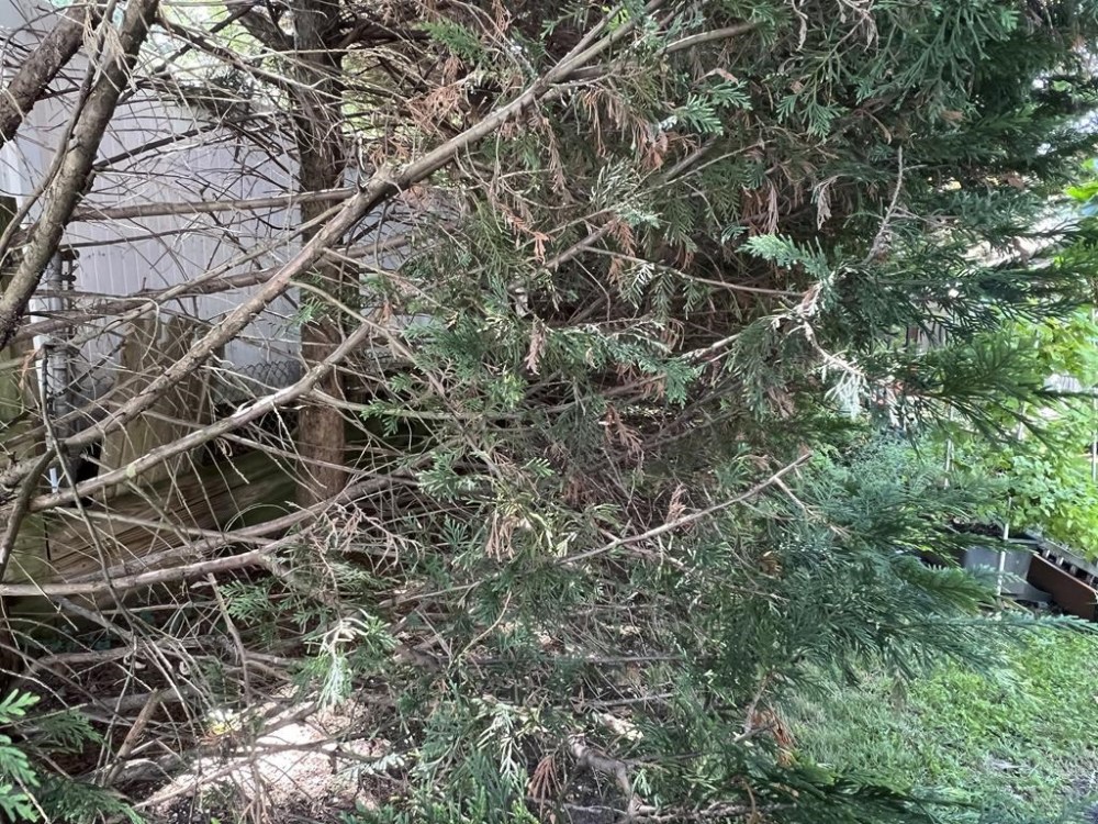 This Aug. 22, 2024, image shows a the bare inner portion of a Leyland cypress tree’s branches on Long Island, New York. (Jessica Damiano via AP)