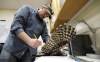 FILE - Wildlife technician Jordan Hazan records data in a lab from a male barred owl he shot earlier in the night, Oct. 24, 2018, in Corvallis, Ore. (AP Photo/Ted S. Warren, File)