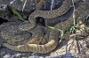 FILE - This undated image made from a video provided by Project RattleCam shows a 