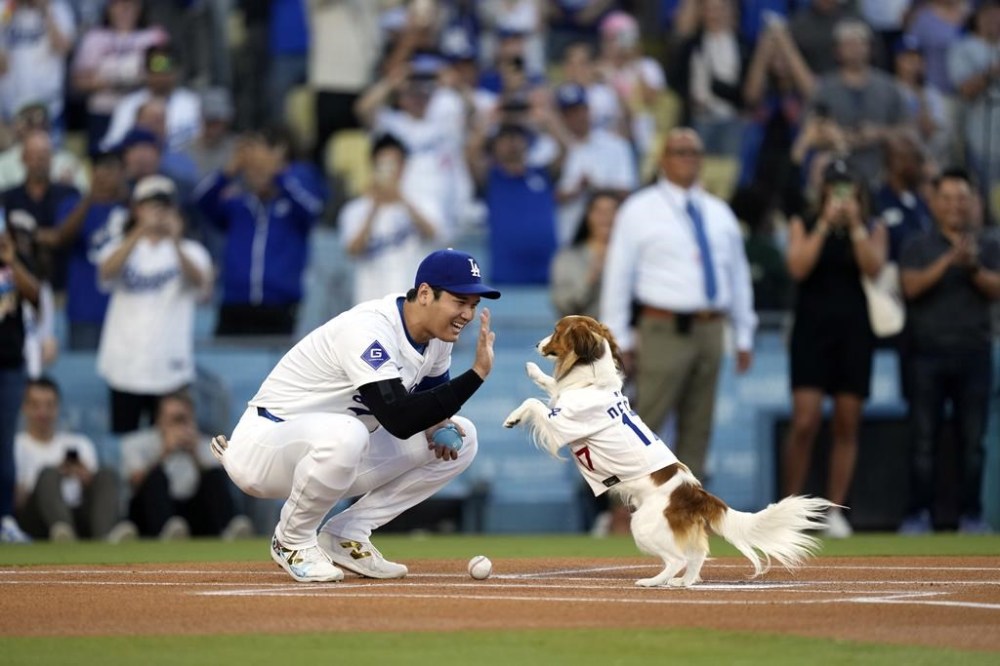 Los Angeles Dodgers' Shohei Ohtani congratulates his dog Decoy after Decoy delivered the ceremonial first pitch prior to a baseball game between the Dodgers and the Baltimore Orioles, Wednesday, Aug. 28, 2024, in Los Angeles. (AP Photo/Mark J. Terrill)