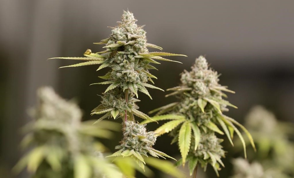 FILE - Marijuana buds ready for harvest are seen at AT-CPC of Ohio, Jan. 28, 2019, in Akron, Ohio. (AP Photo/Tony Dejak, File)