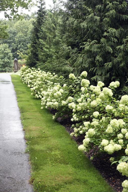 This undated image shows a row of evergreen trees underplanted with Little Lime panicle hydrangea shrubs. (Proven Winners ColorChoice Flowering Shrubs via AP)