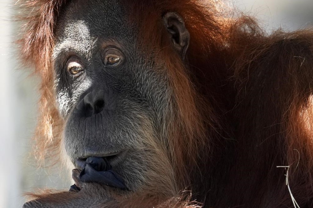 An orangutan sits in the shade at the Fort Worth Zoo in Fort Worth, Texas, Friday, Feb. 23, 2024. The Toronto Zoo says an orangutan managed to leave its outdoor habitat before it was returned without incident. THE CANADIAN PRESS/AP-LM Otero