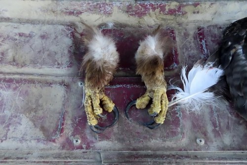 FILE - This undated image from a court document provided by the U.S. Attorney for the District of Montana shows golden eagle feet recovered by law enforcement officers from a Washington state man's vehicle. (Courtesy of the U.S. Attorney for the District of Montana via AP, File)