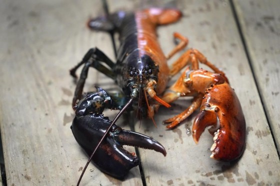 A two-toned lobster in a marine sciences lab at the University of New England in Biddeford, Maine. (AP Photo/Robert F. Bukaty / The Associated Press files)