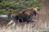 TIM SMITH / THE BRANDON SUN FILES
                                Pimicikamak Okimawin (Cross Lake) relies on harvesting moose for sustenance and has seen the moose population decline, said Chief David Monias.