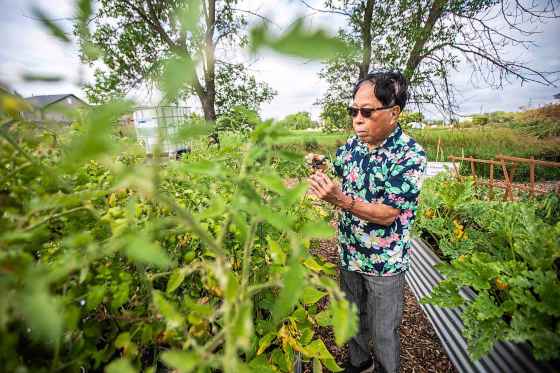 Rod Cantiveros tends to the parish garden. (Mikaela Mackenzie/Free Press)