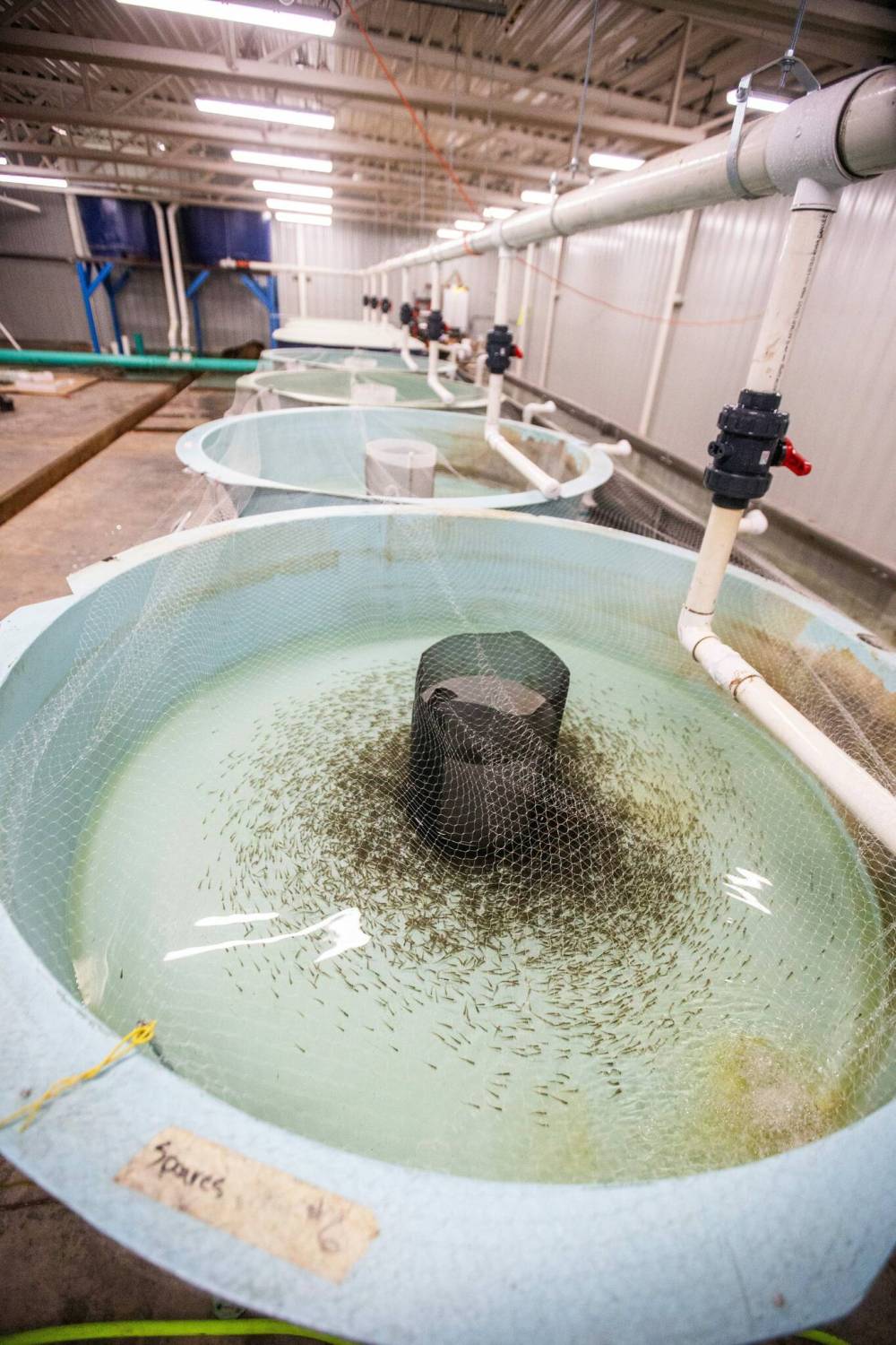 MIKAELA MACKENZIE / FREE PRESS
                                Ponding tanks with one-month-old fry, which will be future broodstock.