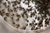 JOE BRYKSA / FREE PRESS FILES
                                Adult mosquitos caught in a City of Winnipeg trap