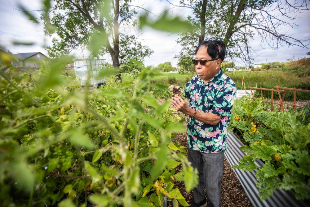 MIKAELA MACKENZIE / FREE PRESS
Parishioner Rod Cantiveros prunes the tomato plants at the community garden on the grounds of St. Gianna Beretta Molla Roman Catholic Church.