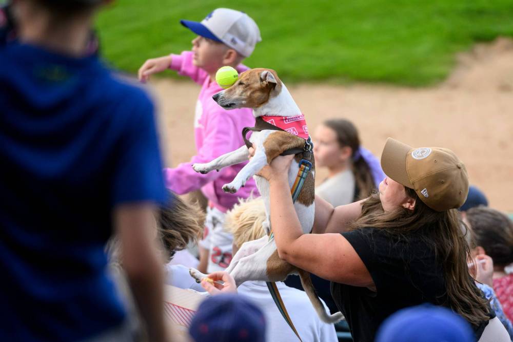 MIKE SUDOMA / FREE PRESS
Mose misses a tennis ball between innings. The balls were tossed out into the crowd for dogs to catch between innings at Saturday's Bark in the Park game.