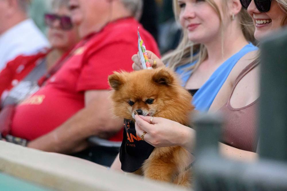MIKE SUDOMA / FREE PRESS
What's a baseball game without snacks? Foxy munches on a treat while watching the action.