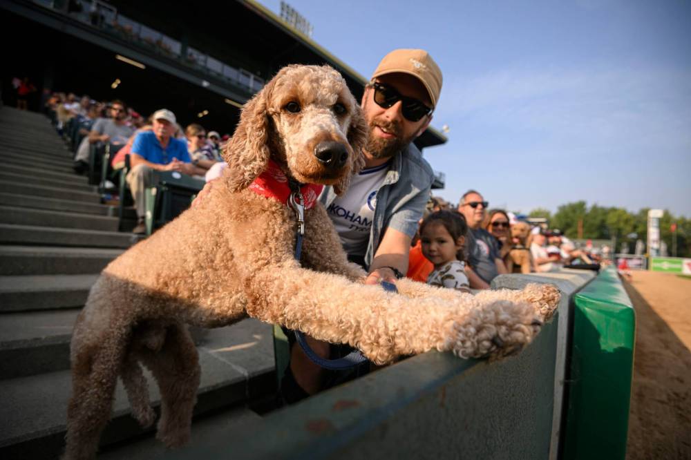 MIKE SUDOMA / FREE PRESS
Silas and Randy (right) were in the crowd for the Goldeyes' Bark in the Park Saturday.