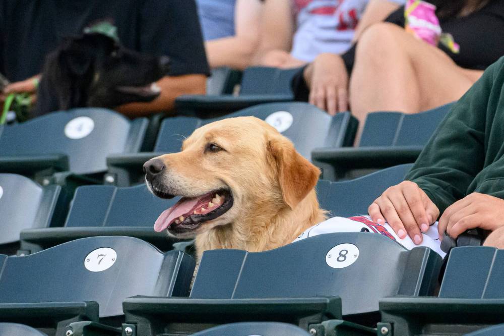 MIKE SUDOMA / FREE PRESS
Blue Cross Park was the place to be Saturday night for baseball fans who love dogs.