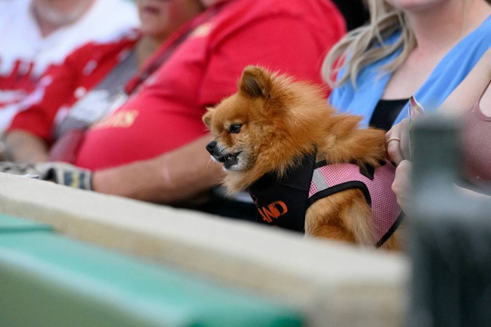 MIKE SUDOMA / FREE PRESS
Foxy takes in her first Bark at the Park Goldeyes game.