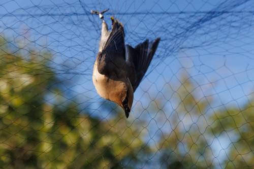 Photos by MIKE DEAL / FREE PRESS
                                A previously banded cedar waxwing &mdash; caught in the soft netting at Oak Hammock Marsh used to safely capture birds and bats &mdash; has a brief stay at the bird banding station.
