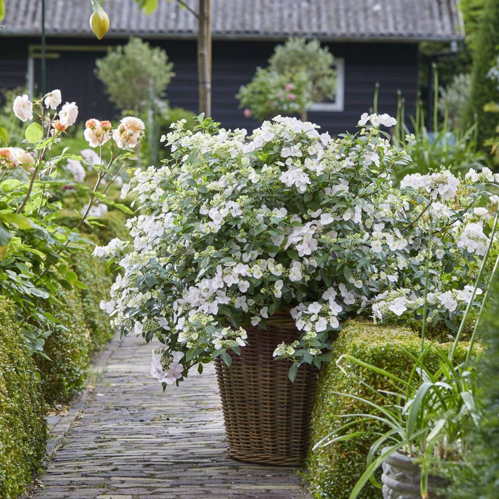 Proven Winners
Fairytrail Bride Cascade Hydrangea from Proven Winners looks sensational in patio pots or hanging baskets.