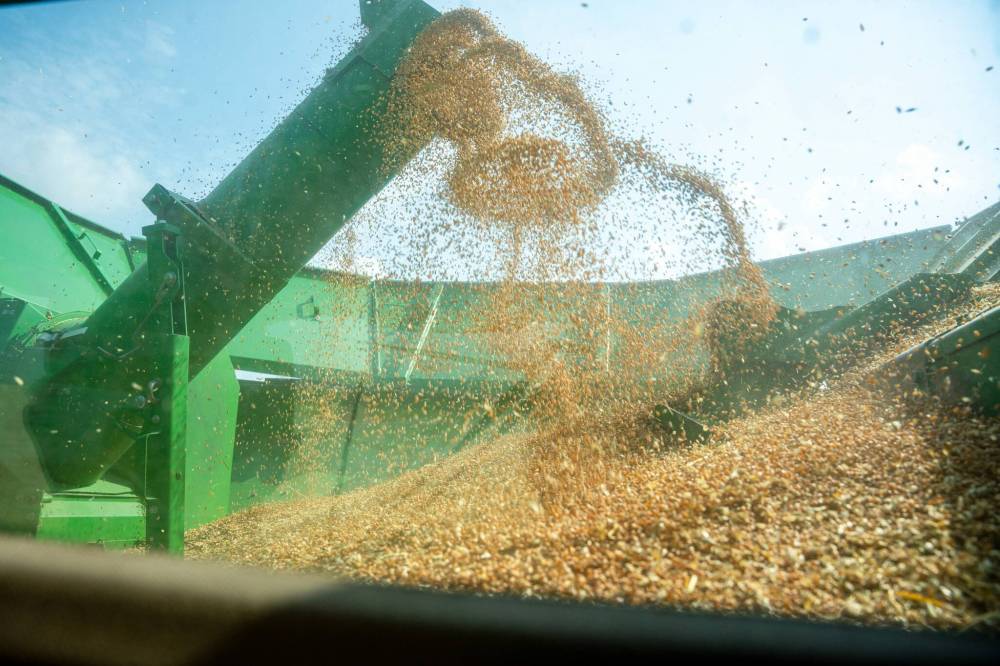 NIC ADAM / FREE PRESS
Farmer Larry Goossen’s combine fills a bin with grain at the growing project’s field outside Landmark, MB., Tuesday.