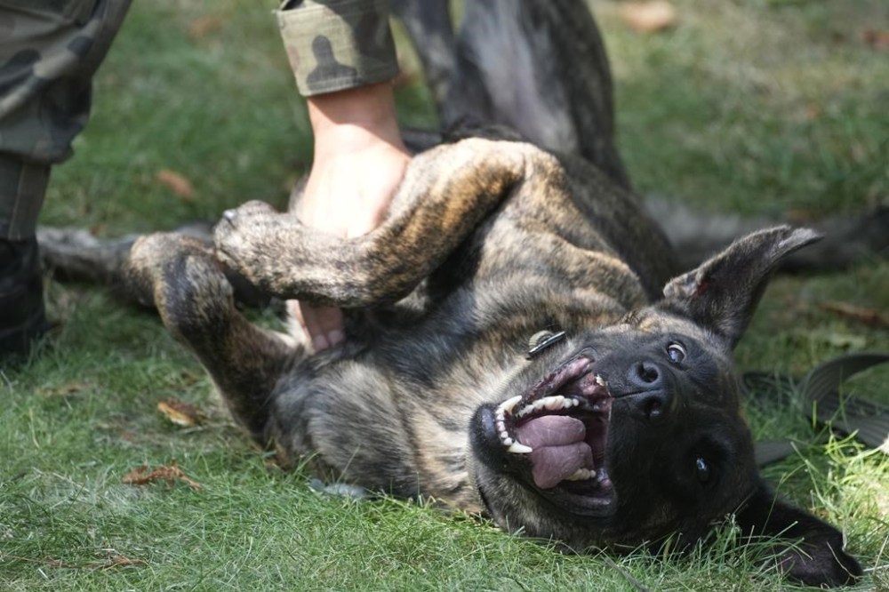 Enzo, a German Shepherd given the rank of private is held on a leash by his handler, in Nowy Dwor Mazowiecki, Poland, Friday Sept. 6, 2024. (AP Photo/Czarek Sokolowski)